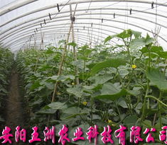 無(wú)支柱大棚骨架機(jī) 現(xiàn)代高效農(nóng)業(yè)溫室的強(qiáng)力支撐
